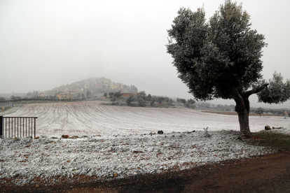 Un sembrado enharinado por la nieve en la entrada de Horta de Sant Joan este jueves.