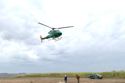 El helicóptero del operativo con un ternero en la red, en el suelo.