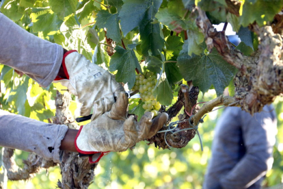 Raimat empieza una vendimia en la que prevé recoger 6,5 millones de kilos de uva, un 8% más