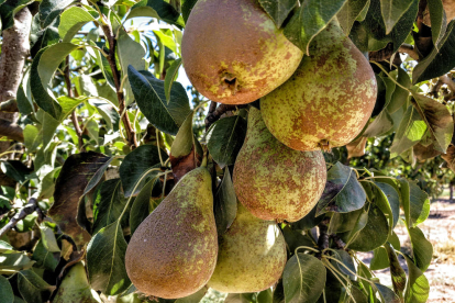 Afrucat preveu una bona campanya de comercialització de fruita de llavor