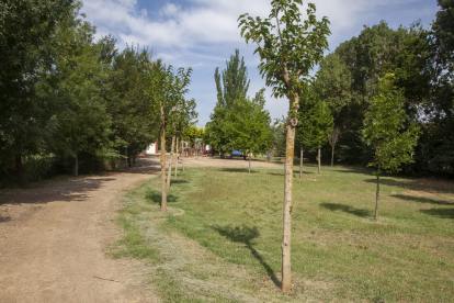 Imatge d’alguns dels nous arbres al costat del parc infantil.