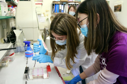 Estudiants del Segrià participen en un taller de la UdL per fer una vacuna de la covid-19 utilitzant plantes d'arròs