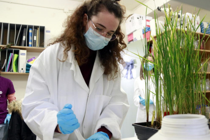 Estudiants del Segrià participen en un taller de la UdL per fer una vacuna de la covid-19 utilitzant plantes d'arròs