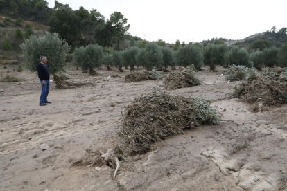 L’aigua va arrasar nombroses oliveres en aquesta finca de l’Albi.