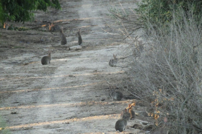 Afectats asseguren que es poden veure 100 conills a 50 metres.