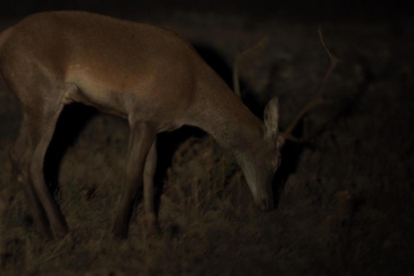 Imagen nocturna de un un ciervo en los montes de Fraga.