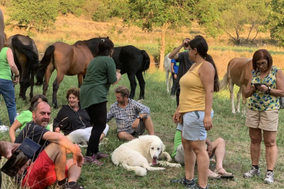 Els cavalls s’han instal·lat en camps cedits per veïns d’Arsèguel i Cava.