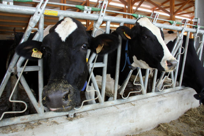 Imatge d’arxiu amb vaques d’aptitud làctia.