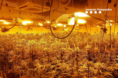 Plantación de marihuana en una nave industrial de Òdena.