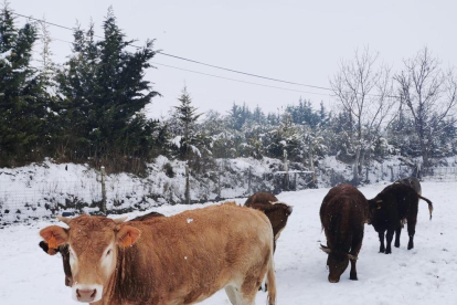 Caballos en Sort después de que los responsables de la hípica les llevaran comida para alimentarse. 