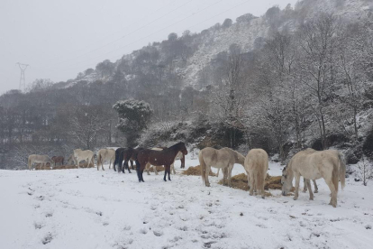 Cavalls a Sort després que els responsables de l’hípica els portessin menjar per alimentar-se.