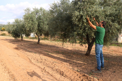 Un productor observa la calidad de las aceitunas en un campo de olivos.