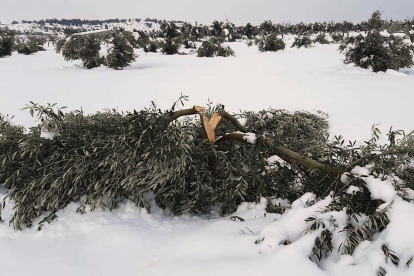 Un olivo roto por la nieve en Bovera.