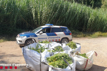 Agentes de los Mossos d’Esquadra durante el operativo policial llevado a cabo ayer en la partida de Grenyana, en Alcoletge. 