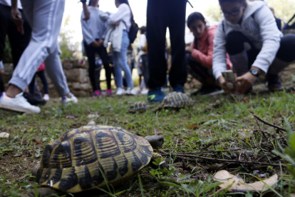 Alliberen més tortugues mediterrànies a Bovera