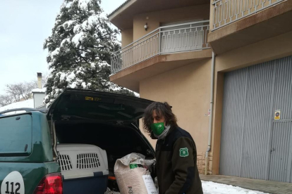 Más mortalidad en las carreteras  - Los Agentes Rurales alertan del aumento de mortalidad de pequeños pájaros que, para intentar conseguir alimento, se posan en las carreteras ya que están  limpias de nieve debido al paso constante de vehículo ...