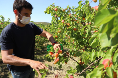 Jordi Vidal, ahir recollint els primers albercocs extraprimerencs a la seua finca d’Aitona.