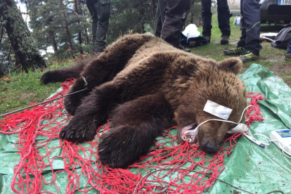 Capturen un ós mascle de 120 quilos en la Val d'Aran per posar-li un xip