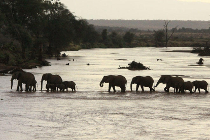 En la reserva de Selous (Tanzania) los elefantes han pasado de 70.000 a 13.000 en diez años.