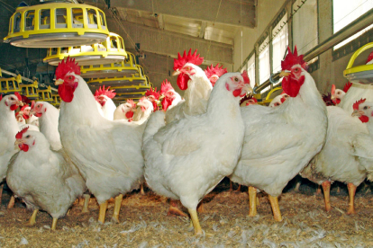 Imatge d’arxiu d’un grup de gallines en una explotació avícola.
