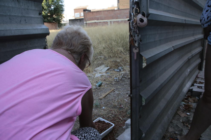 Una voluntaria dando de comer ayer a los gatos de una colonia callejera. 