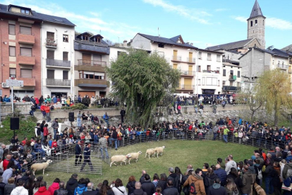 Imatge de la mostra d’ovella xisqueta que es va celebrar ahir a Sort.