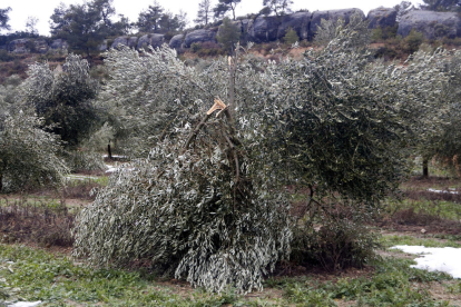 Camp d'oliveres amb danys causats per la nevada del temporal Filomena al gener del 2021.