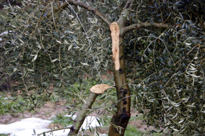 El pes de la neu que va acompanyar el temporal Filomena va causar estralls en moltes oliveres.