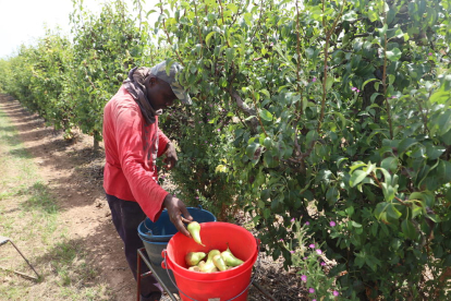 Imatge de treballs de recollida de pera conferència ahir en una finca de l’Horta de Lleida.