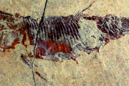 Restos fósiles de un pez recuperado en el yacimiento de Odèn.