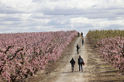 Turistas en los campos en flor de Aitona el año pasado. 