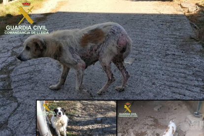 Imatge de tres dels gossos que estaven en males condicions.
