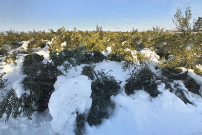 Olivos arrasados por el peso de la nieve sobre sus ramas.