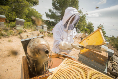 Imagen de un apicultor manipulando paneles de abejas. 