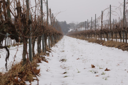 Imagen de viñedos captada el jueves aún con mucha nieve.