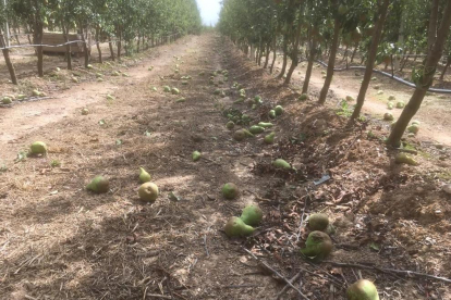 Pomeres víctimes de l’aire - Aquestes pomeres van acabar completament tombades per l’efecte del vent, que també va causar danys a les xarxes antipedra de la finca.