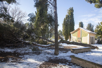 Un árbol de grandes dimensiones, caído en el Parc de Sant Eloi.