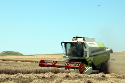 Imagen de una máquina recolectando cebada en un campo del municipio de Alfés