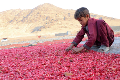 La covid aumenta el trabajo infantil y aleja la meta de erradicarlo en 2025