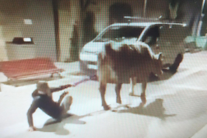 La vaca es va escapar d'una explotació ramadera i es va passejar pels carrers de la Seu d'Urgell.