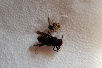 Un exemplar de vespa asiàtica a la vora d’una d’autòctona.