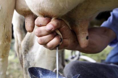 Luz verde a una nueva regulación en la venta de leche cruda