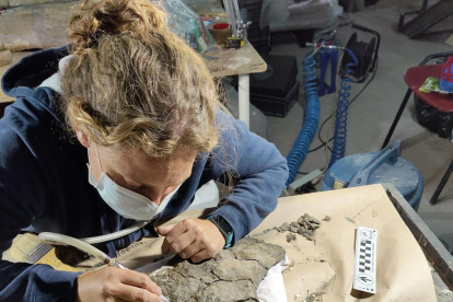 La restauración de los restos fósiles de la pelvis de la gran tortuga en el museo Dinosfera.