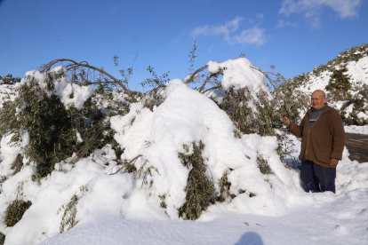 Un agricultor, mostrando el pasado día 11, los efectos de la nevada en olivos de Cervià de Les Garrigues.