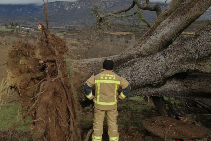 Operarios trabajando para retirar un árbol en la Mariola.