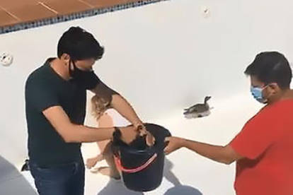 El rescate de los patos, el domingo en la piscina de Camarasa.