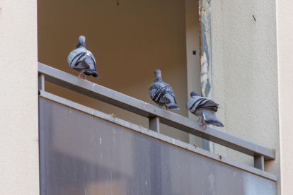 Varias palomas en los balcones de un edificio abandonado en la calle Sant Martí. 