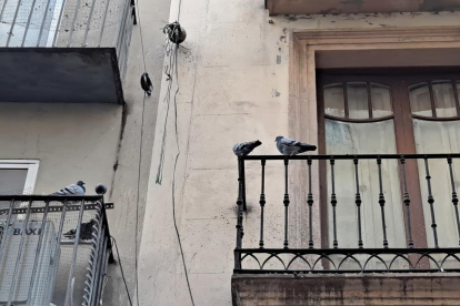 Varias palomas en los balcones de un edificio abandonado en la calle Sant Martí. 