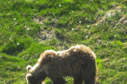 El alcalde de Bossòst fotografía un oso en Aran   -  El alcalde de Bossòst, Amador Marquès, se encontró con un oso durante una salida a la montaña hace una semana en Aran y lo fotografió a unos cien metros de distancia. “Fue emocionante” ...
