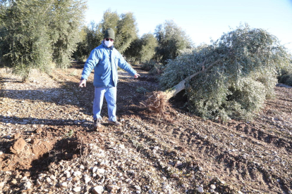 El Ramon, el lloc en el qual estava plantada l’olivera desplomada, que va ser desplaçada pel vent.